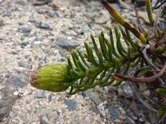 Gypothamnium pinifolium