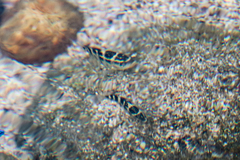 Abudefduf concolor