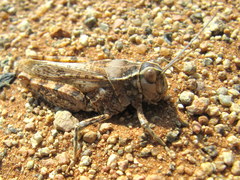 Euryphyminae