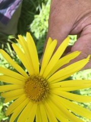 Doronicum columnae