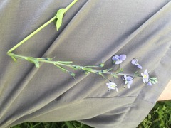 Veronica gentianoides