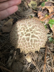 Boletellus ananas image