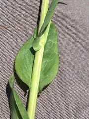 Turritis glabra