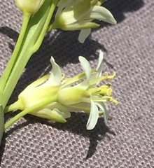 Turritis glabra