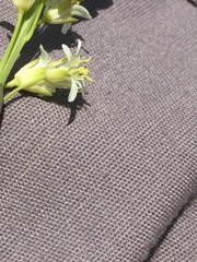 Turritis glabra