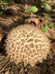 Boletellus ananas image