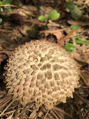 Boletellus ananas image