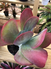 Kalanchoe luciae