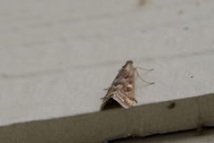 Loxostege munroealis