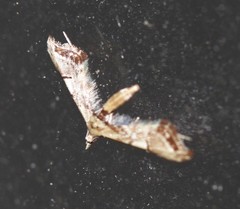 Euthrausta phoenicea