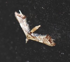 Euthrausta phoenicea