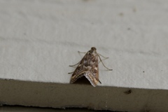 Loxostege munroealis