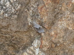 Sericosema simularia