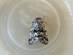 Panthea acronyctoides