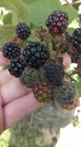 grey fruit mould