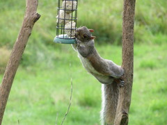 Sciurus carolinensis