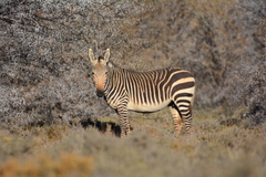 Equus zebra zebra