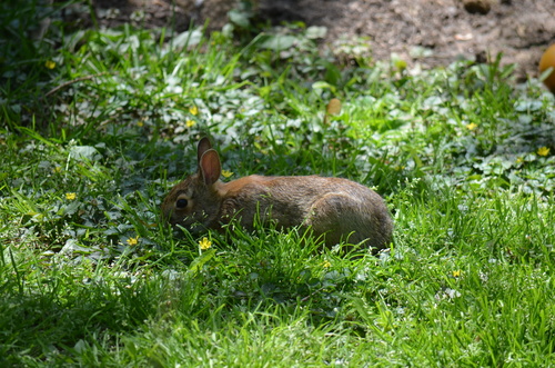 Eastern Cottontail photographed in Virginia