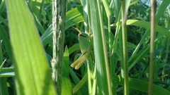 Patanga japonica