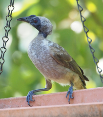 Philemon buceroides yorki