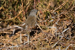 Cercotrichas coryphoeus coryphoeus