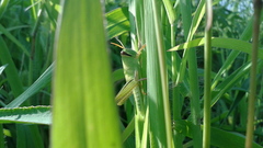 Patanga japonica