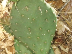 Diaspis echinocacti