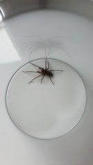 Amaurobius