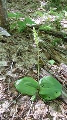 Platanthera macrophylla