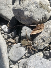 Dolomedes aquaticus