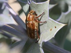 Anoxia australis