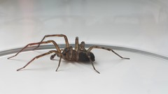 Amaurobius