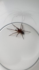 Amaurobius
