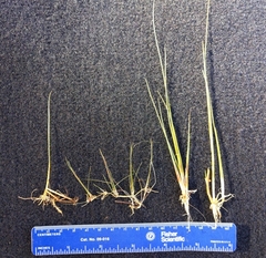 Juncus pelocarpus