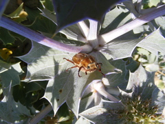 Anoxia australis