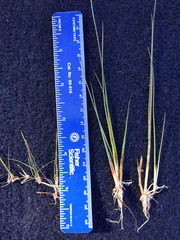 Juncus pelocarpus