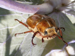 Anoxia australis