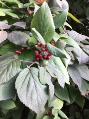 Viburnum carlesii