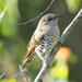 Little Bronze-Cuckoo - Photo (c) Jenny Donald, some rights reserved (CC BY-NC), uploaded by Jenny Donald
