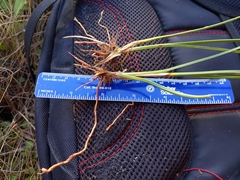 Cyperus dentatus