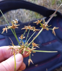 Cyperus dentatus