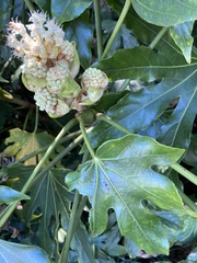 Fatsia