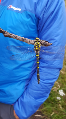 Golden-ringed Dragonfly photo 3