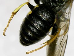 Anacrabro ocellatus ocellatus