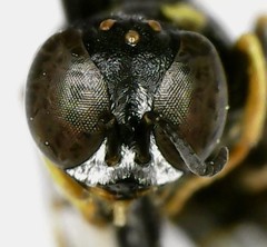 Anacrabro ocellatus ocellatus