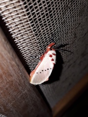 Trosia nigropunctigera