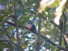 Trogon mexicanus