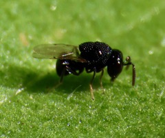 Perilampidae