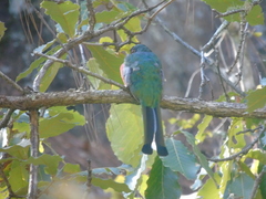 Trogon mexicanus