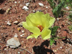 Cienfuegosia hispida